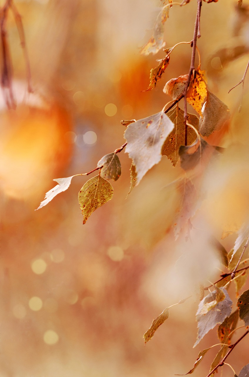 紅葉スポットの混雑状況をリアルタイムでチェックする方法は？