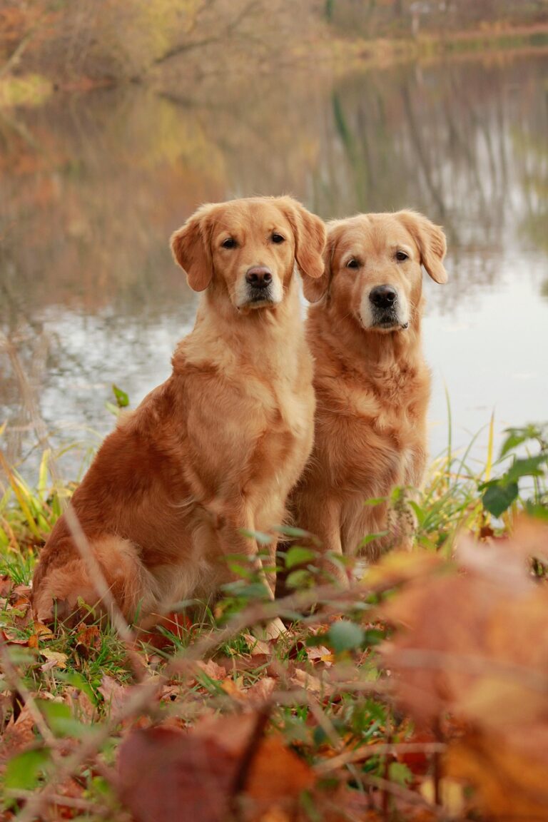 犬連れ旅行に最適な秋のおすすめスポットは？