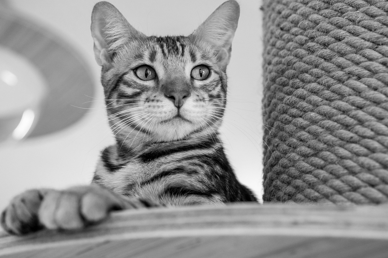 秋旅行でペットと泊まれる宿にあるおすすめの温泉は？