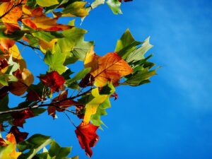 奈良の紅葉を楽しむ穴場名所はどこですか？