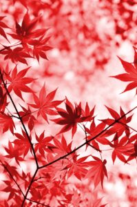 石川の紅葉を楽しむ穴場名所はどこですか？