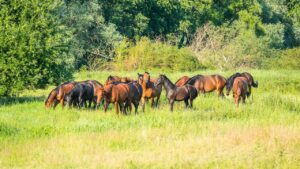 群馬で子連れにおすすめの秋の旅行プランは？