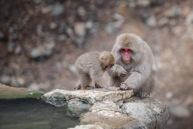 長野で子連れにおすすめの秋旅行プランは？