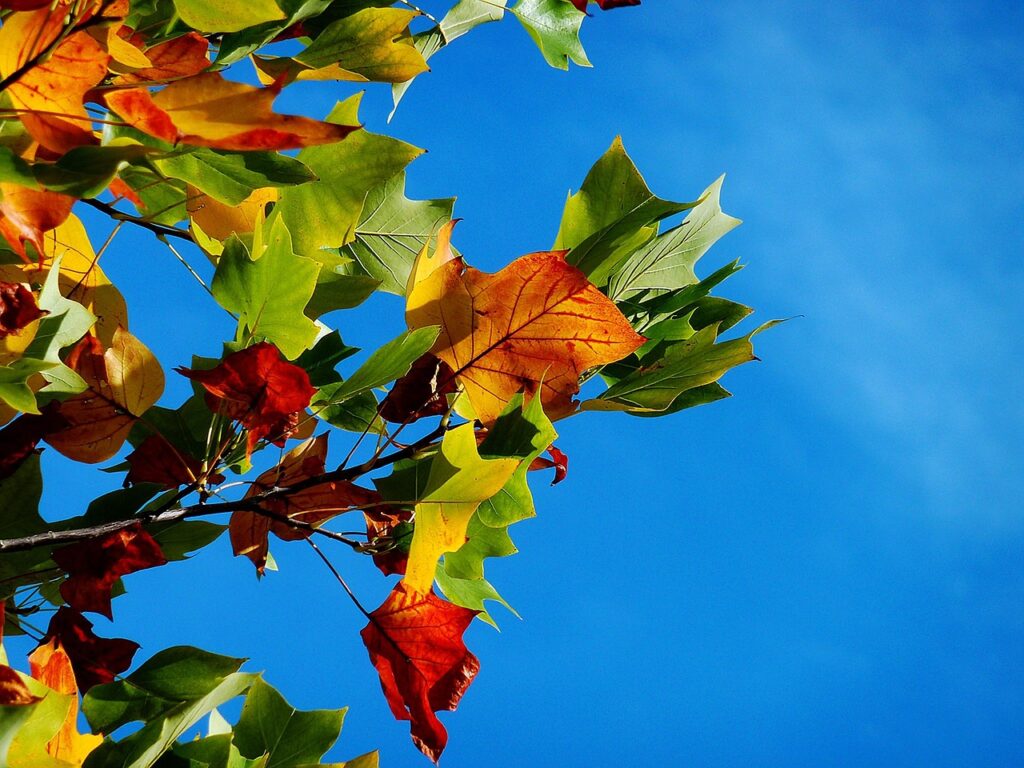長野の紅葉を楽しむ穴場名所はどこ？
