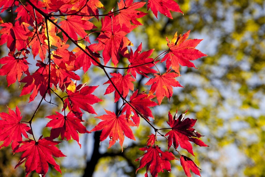 大分の紅葉を楽しむ穴場名所はどこですか？