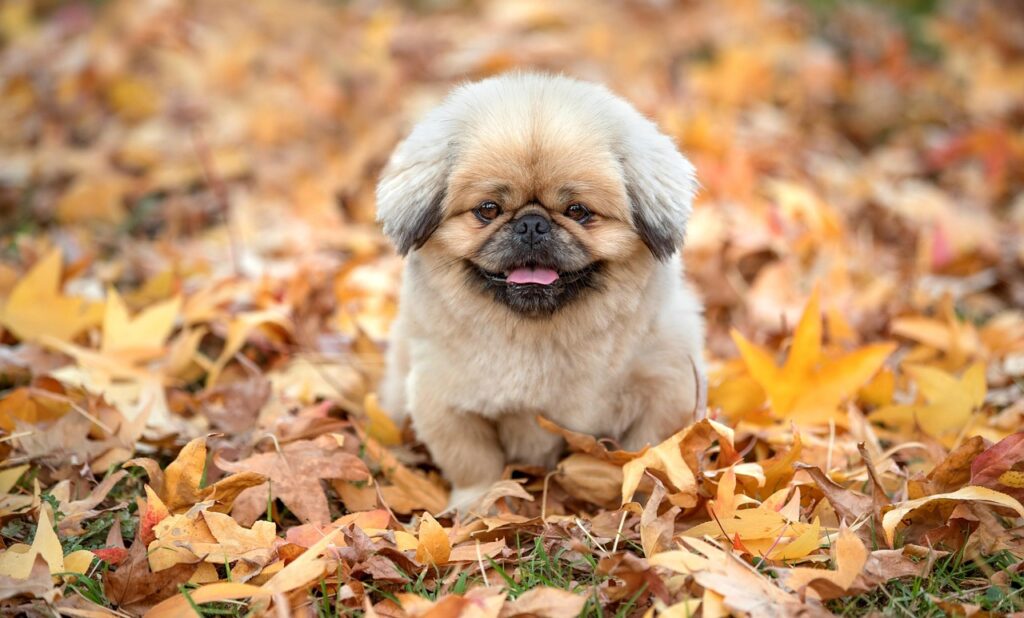 秋旅行に最適な国内の夫婦向けおすすめスポットは？