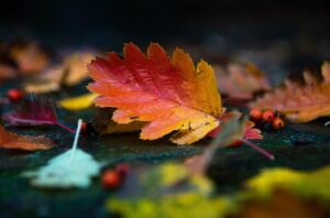 紅葉シーズンの国内旅行で行くべき穴場はどこ？