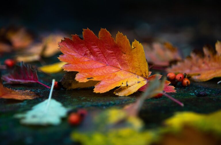 紅葉シーズンの国内旅行で行くべき穴場はどこ？