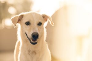 秋旅行で犬とドライブする際の注意点は？