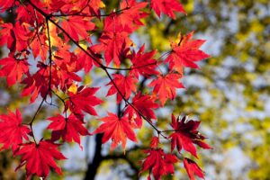 秋旅行におすすめの場所はどこ？