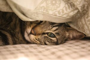 秋旅行にぴったりな国内のペット同伴観光スポットはどこ？